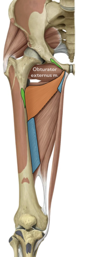 <p>Adductor brevis — Medial thigh (orange) </p>