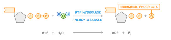 <ul><li><p><span>when water is added to ATP, it breaks down into ADP and inorganic phosphate (Pi)</span></p></li></ul><ul><li><p><span>catalysed by the enzyme ATP hydrolase </span></p></li><li><p><span>releases energy for use in cells</span></p></li></ul><p></p>