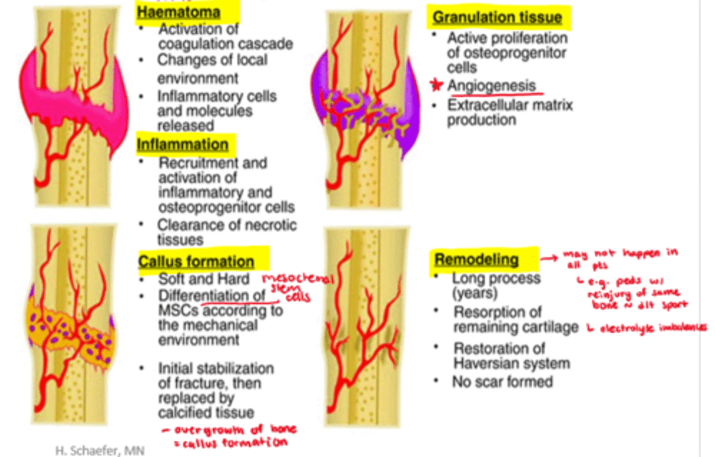 <p>- hematoma, inflammation, callus formation, granulation tissue, remodeling</p>