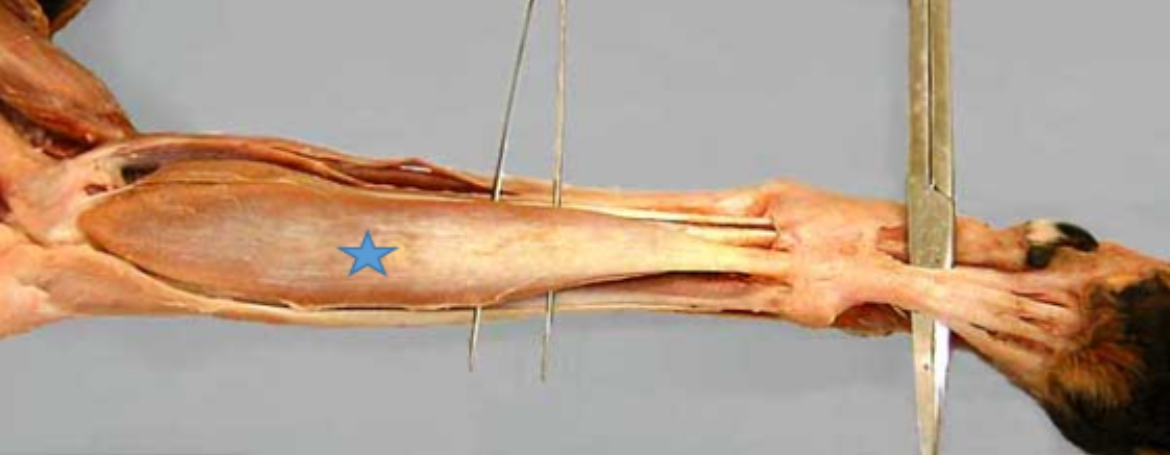 <p>Superficial digital flexor m.</p>