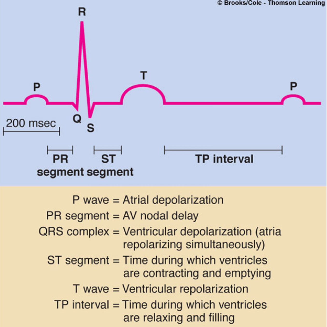 <p>time during which ventricles are contracting and emptying</p>