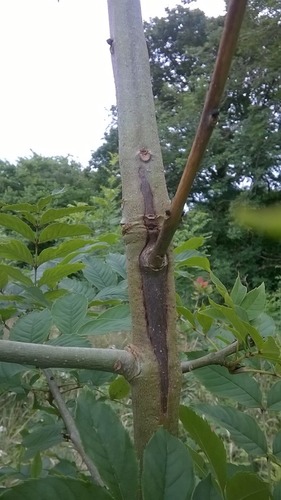 <p>A fungus that infects ash trees and causes leaf loss and bark lesions (FUNGI)</p>