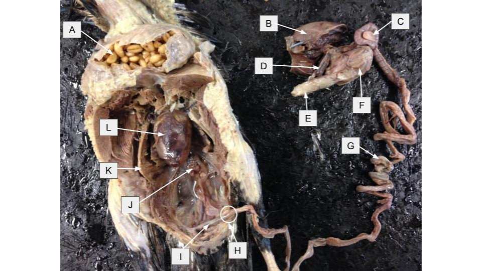<p>What is letter <strong>G</strong> in the dissection image of a <u>Pigeon?</u></p>