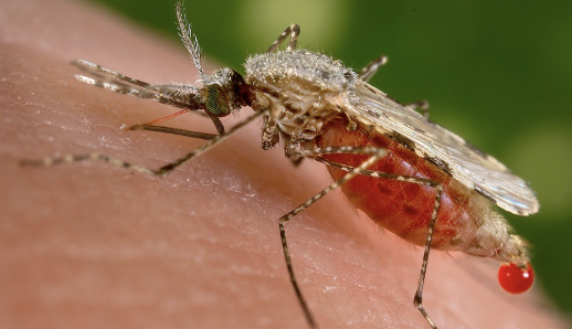 <p>What type of mosquito is this?</p>