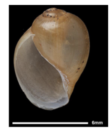 <p>Name snail and parasite it transmits</p>