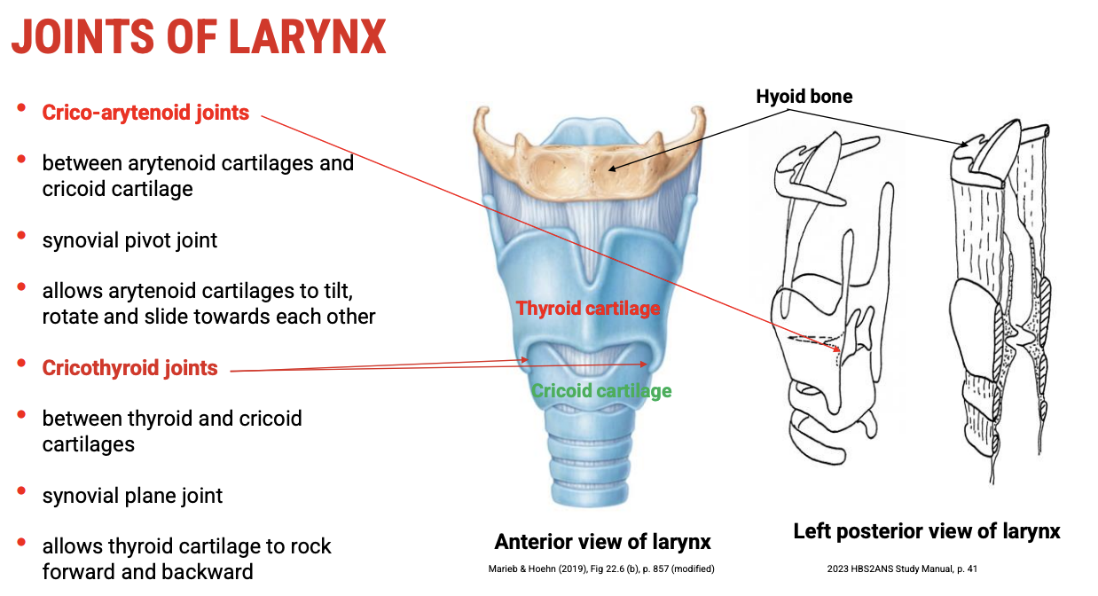 <p><span data-name="one" data-type="emoji">1⃣</span><span><strong>&nbsp;Cricoarytenoid Joints</strong></span></p><ul><li><p><span><strong>Location</strong>: Between the&nbsp;<strong>cricoid cartilage</strong>&nbsp;and the&nbsp;<strong>arytenoid cartilages</strong></span></p></li><li><p><span><strong>Type</strong>:&nbsp;<strong>Synovial pivot joints</strong></span></p></li><li><p><span><strong>Movements allowed</strong>:</span></p><ul><li><p><span><strong>Rotation</strong></span></p></li><li><p><span><strong>Sliding (gliding)</strong></span></p></li><li><p><span><strong>Tilting</strong></span></p></li></ul></li><li><p><span><strong>Functional significance</strong>:</span></p><ul><li><p><span>Control the&nbsp;<strong>position and tension of the vocal ligaments</strong>&nbsp;(true vocal folds)</span></p></li><li><p><span>Enable&nbsp;<strong>abduction</strong>&nbsp;(opening) and&nbsp;<strong>adduction</strong>&nbsp;(closing) of the vocal folds during breathing and phonation</span></p></li></ul></li><li><p><span><strong>Clinical note</strong>: Dysfunction can cause&nbsp;<strong>vocal fold paralysis or immobility</strong>, affecting voice and airway protection</span></p></li></ul><p>&nbsp;</p><p><span data-name="two" data-type="emoji">2⃣</span><span><strong>&nbsp;Cricothyroid Joints</strong></span></p><ul><li><p><span><strong>Location</strong>: Between the&nbsp;<strong>thyroid cartilage</strong>&nbsp;and the&nbsp;<strong>cricoid cartilage</strong></span></p></li><li><p><span><strong>Type</strong>:&nbsp;<strong>Synovial plane joints</strong></span></p></li><li><p><span><strong>Movements allowed</strong>:</span></p><ul><li><p><span><strong>Rocking (tilting) forward and backward</strong>&nbsp;of the thyroid cartilage</span></p></li></ul></li><li><p><span><strong>Functional significance</strong>:</span></p><ul><li><p><span>Adjusts&nbsp;<strong>tension and length</strong>&nbsp;of the vocal ligaments</span></p></li><li><p><span>Primarily responsible for&nbsp;<strong>pitch modulation</strong>&nbsp;(higher pitch by increasing tension)</span></p></li></ul></li><li><p><span><strong>Clinical note</strong>: Impairment can result in&nbsp;<strong>monotone voice</strong>&nbsp;or difficulty adjusting pitch</span></p></li></ul><p>&nbsp;</p><p><span data-name="folded_hands" data-type="emoji">🙏</span><span><strong>&nbsp;Conclusion</strong></span></p><ul><li><p><span>These joints are essential for the&nbsp;<strong>fine motor control</strong>&nbsp;of voice production and airway protection.</span></p></li><li><p><span>Their&nbsp;<strong>synovial nature</strong>&nbsp;allows for smooth, flexible movements required for dynamic vocal fold positioning.</span></p></li></ul><p></p>