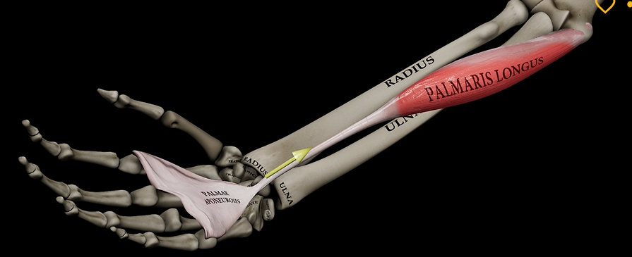<p>Function: flexes hand</p><p>Origin: medial epicondyle of humerus</p><p>Insertion: palmar aponeurosis</p>