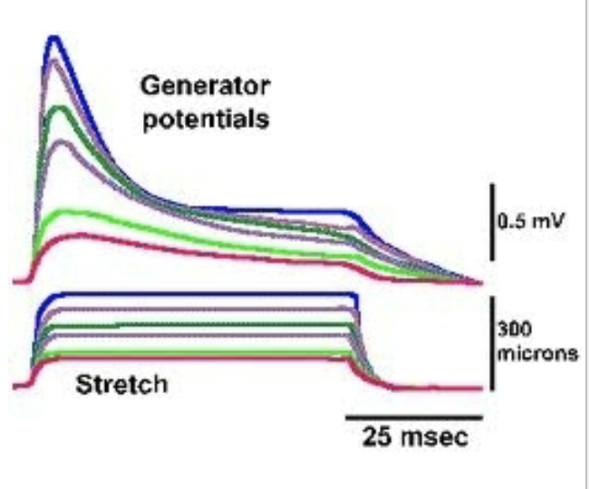 <p>generator or receptor potential</p>