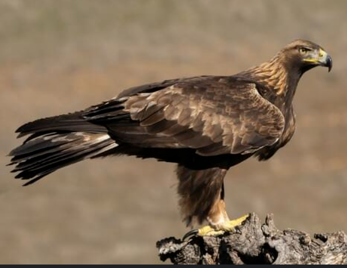 <p>Resident widespread except dense forest; CA Fully protected species; Can kill large prey</p>