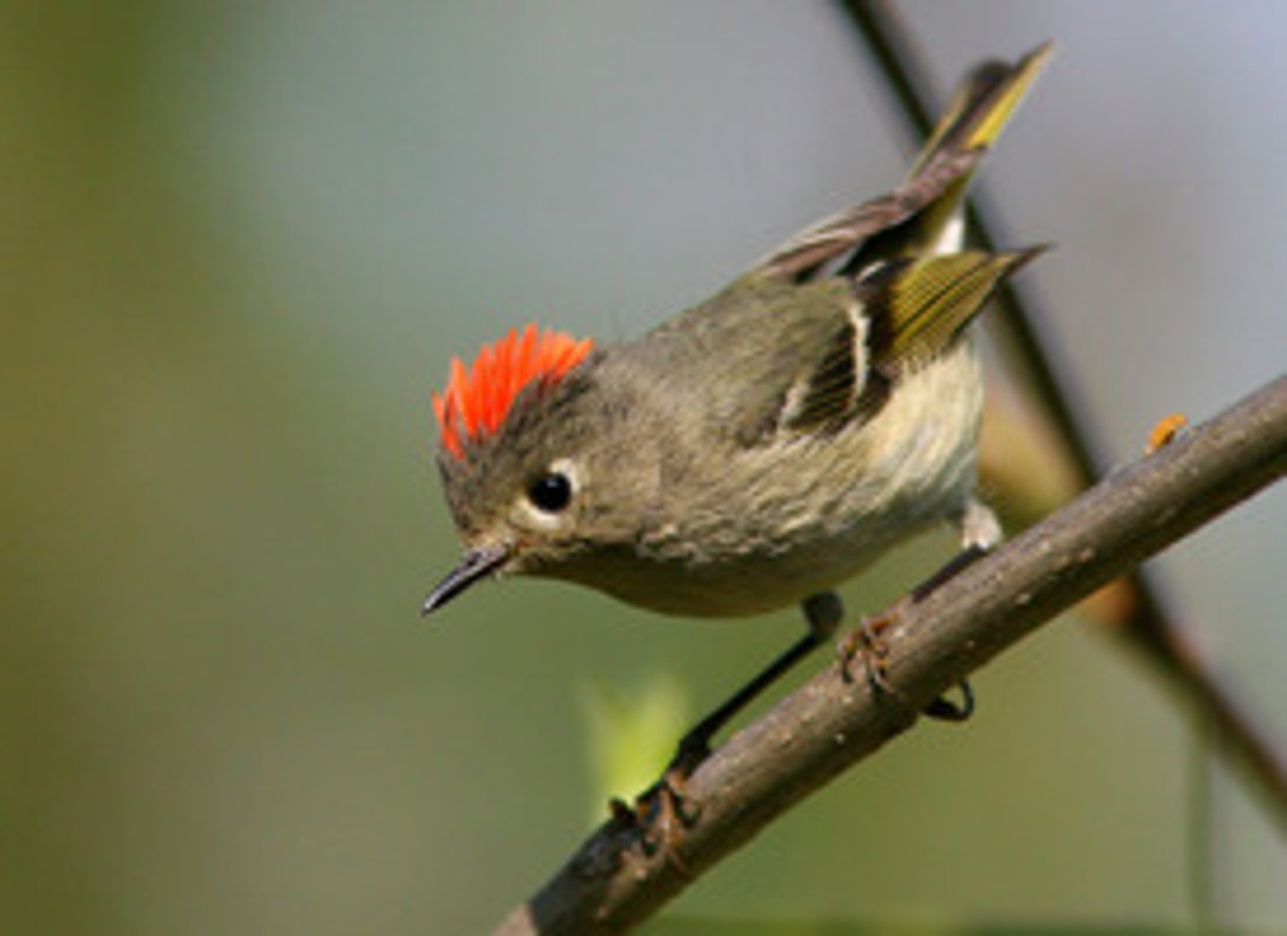 <p>Ruby-crowned Kinglet</p>
