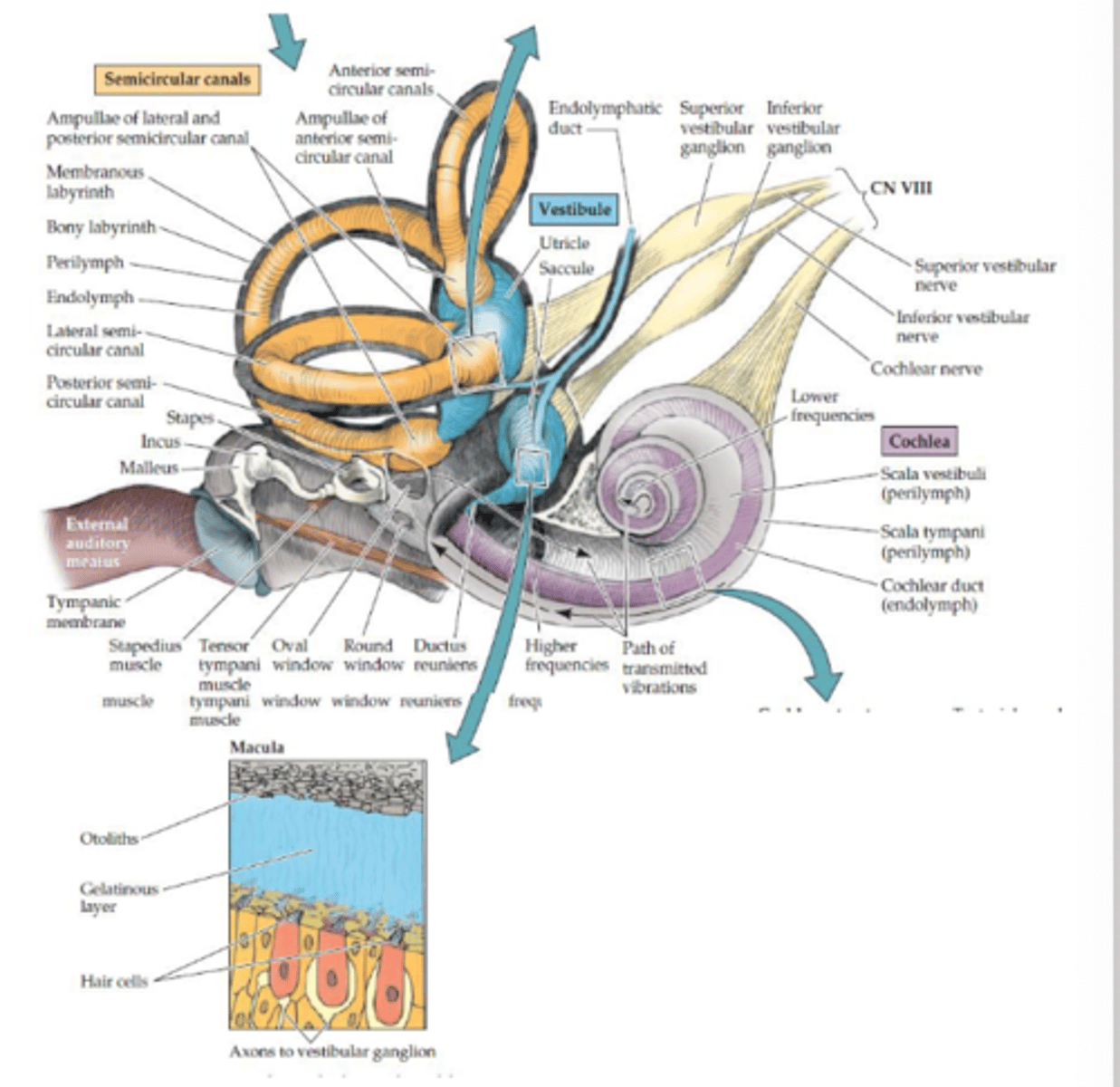 <p>Utricle and saccule</p>