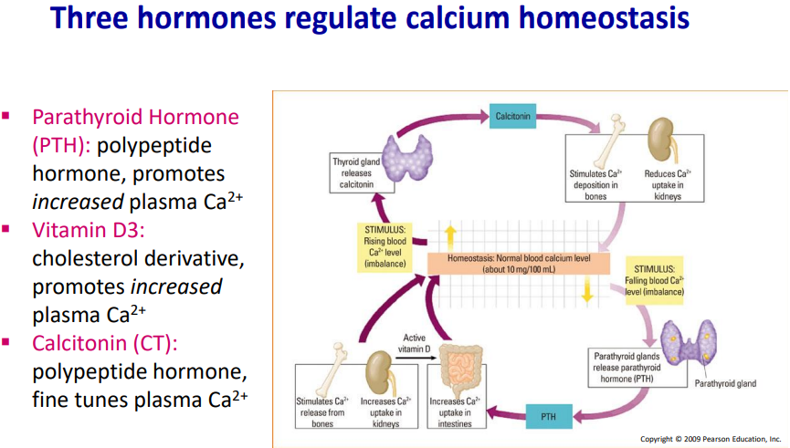 <p><strong><u>Serum calcium is increased by two hormones:</u></strong></p><ul><li><p>Parathyroid hormone (PTH) and Vitamin D</p></li></ul><p><strong><u>Regulation of calcium homeostasis:</u></strong></p><ul><li><p>Calcitonin and PHT-related peptide </p></li></ul><p></p>
