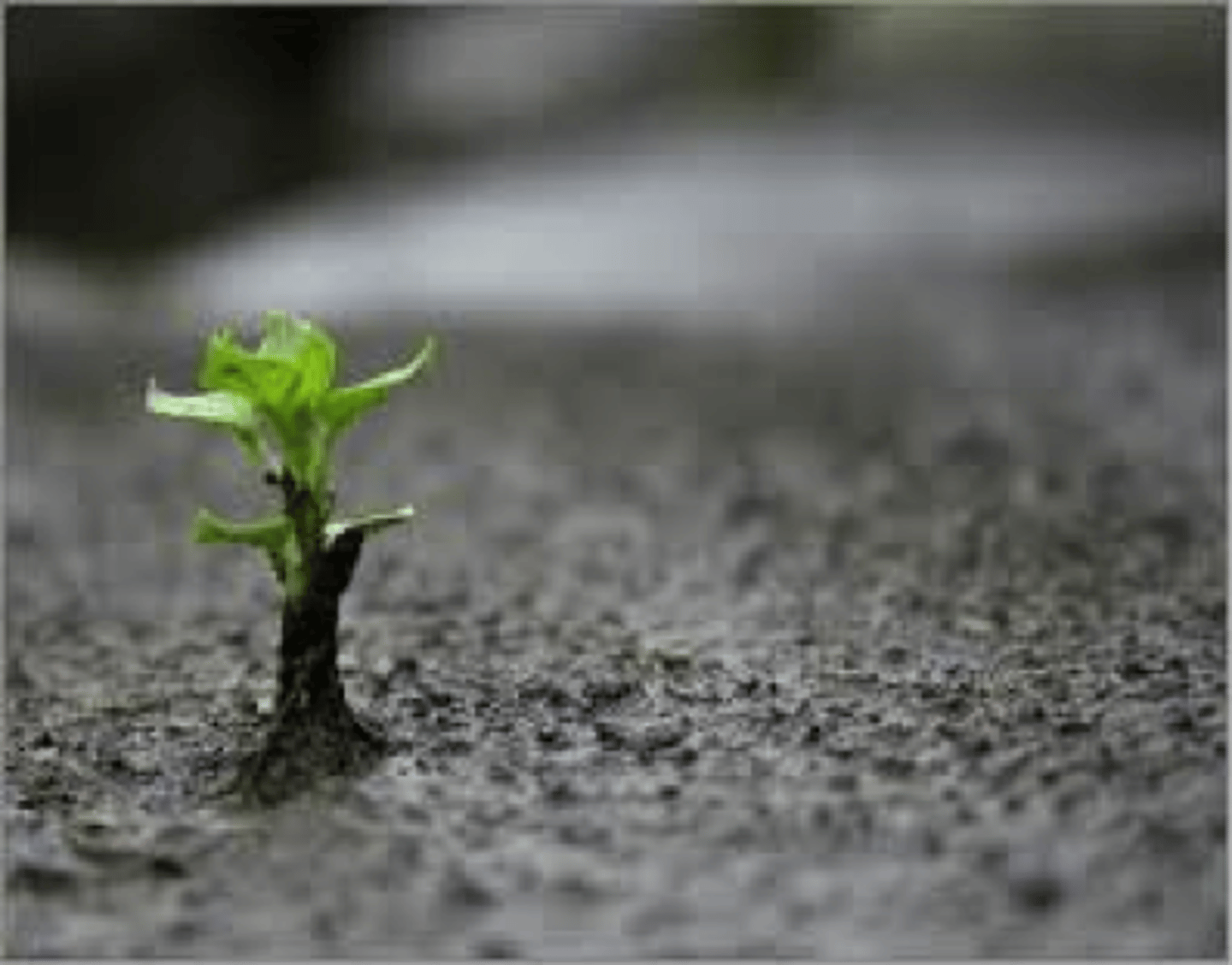 <p>the personal strength that helps most people cope with stress and recover from adversity and even trauma</p>