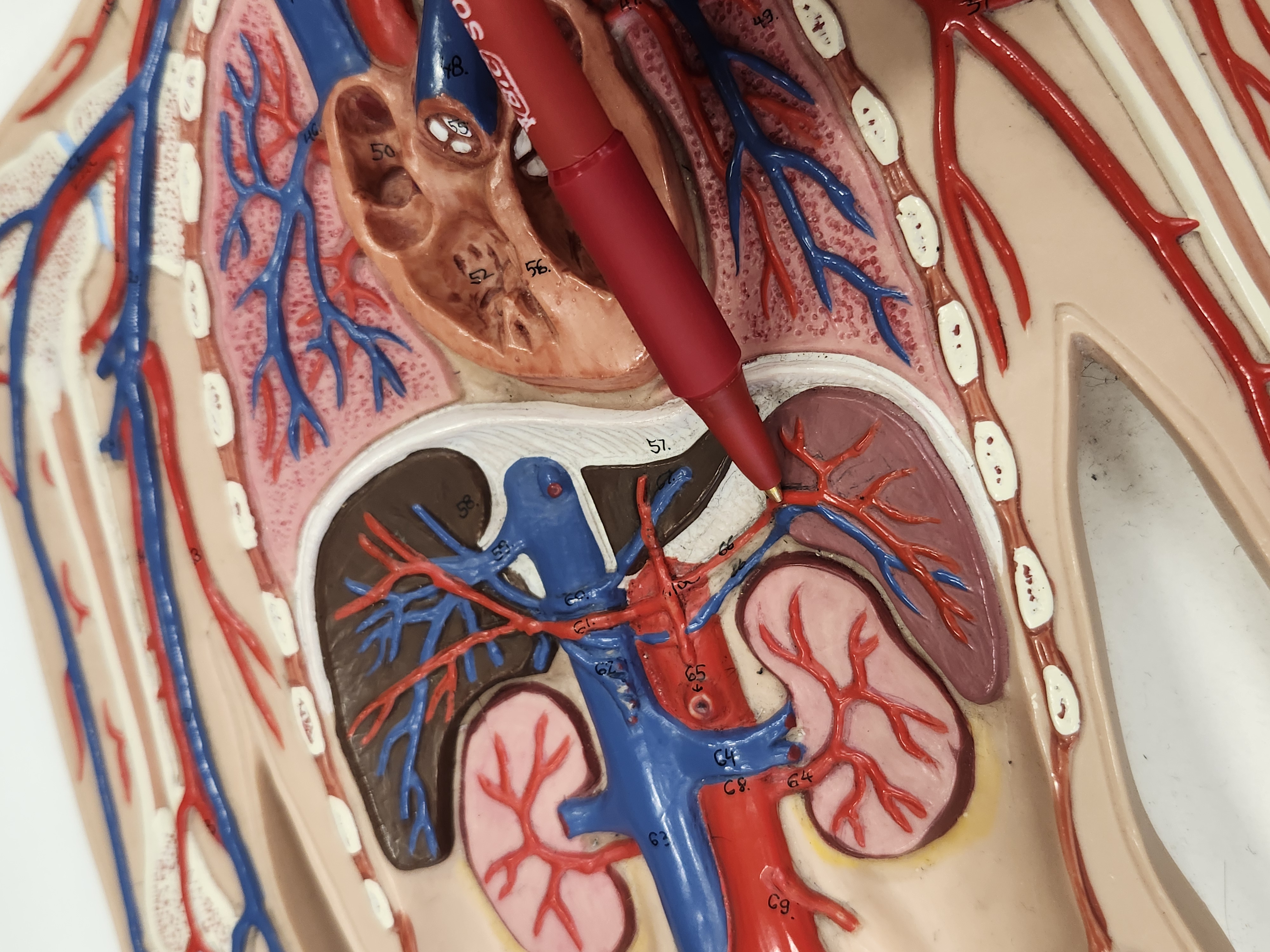 knowt flashcard image