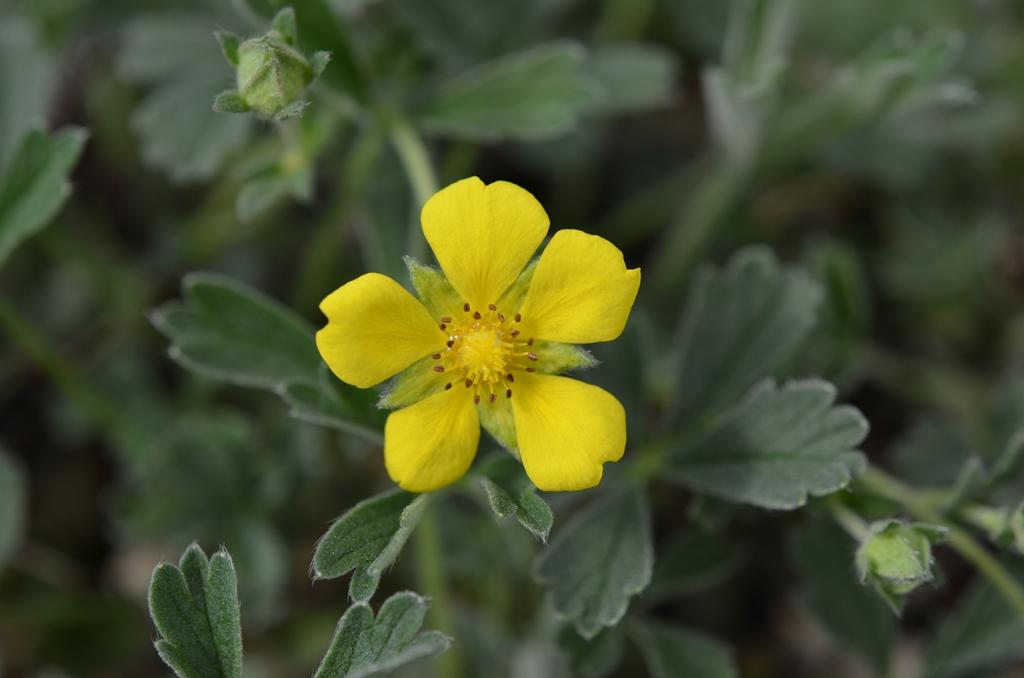 <p>homoki pimpó</p>