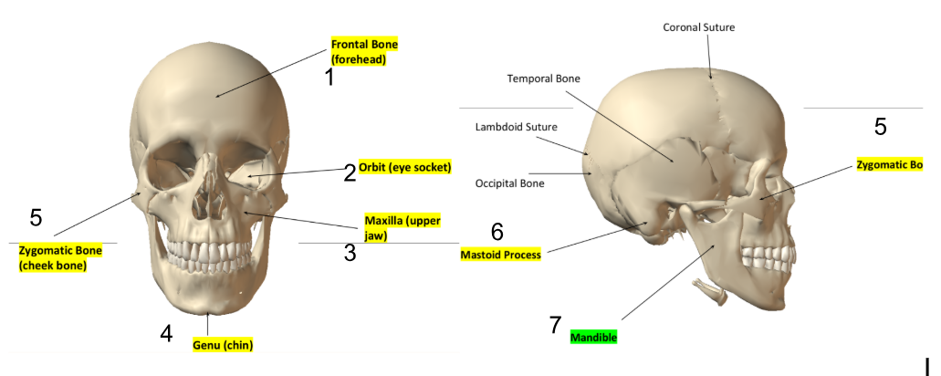 <p>Cranium </p>