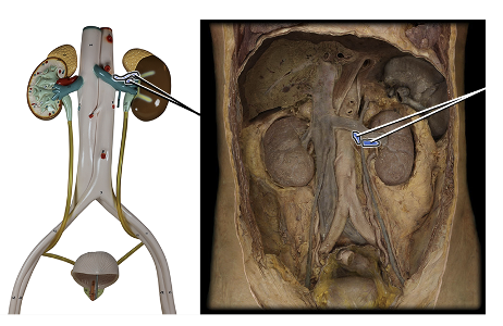 <p>delivers blood to kidney</p>