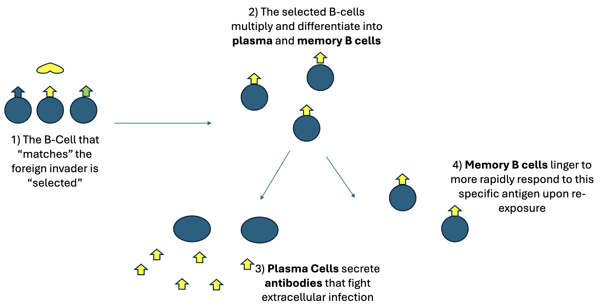 <ol><li><p>the B cell that “matches” the foreign pathogen is “selected”</p></li><li><p>the selected B cells multiply and differentiate into PLAMA or MEMORY B cells</p></li></ol><p>3a.PLASMA cells secrete antibodies ot fight EXTRACELLULAR infection</p><p>3b.MEMORY B cells linger to more rapidly respond to this SPECIFIC antigen upon re-exposure </p><p></p>