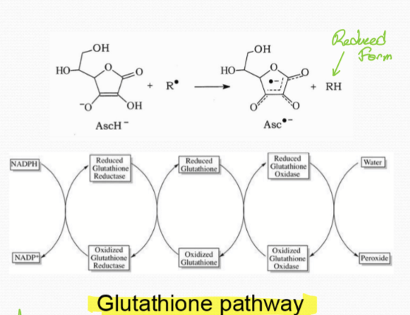 <p>They gets their electron via the glutathione pathway</p>