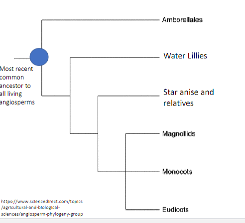 <p><strong>Water lilies</strong></p><p><strong>Anise + relatives</strong></p><p><strong>Magnoliids</strong></p><p><strong>Monocots</strong>- one cotyledon, parallel leaves, scattered vascular tissue, fibrous root, multiples of threes</p><p><strong>Eudicots</strong>- two cotyledons, net like leaves, ring vascular tissue. <strong>True wood</strong>, taproot, multiples of fours/fives</p>