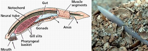 <p>primitive chordate</p><ul><li><p>considered to be the ancestor of the fish</p></li></ul><p></p>