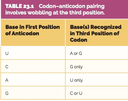 <p>tRNA anticodon first base/mRNA codon third base</p><p>U/ A or G</p><p>C/ G only</p><p>A/ U only</p><p>G/ C or U</p>