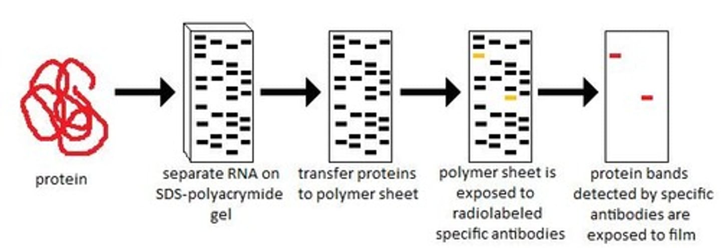 <p>western blotting; primary and secondary antibodies</p>