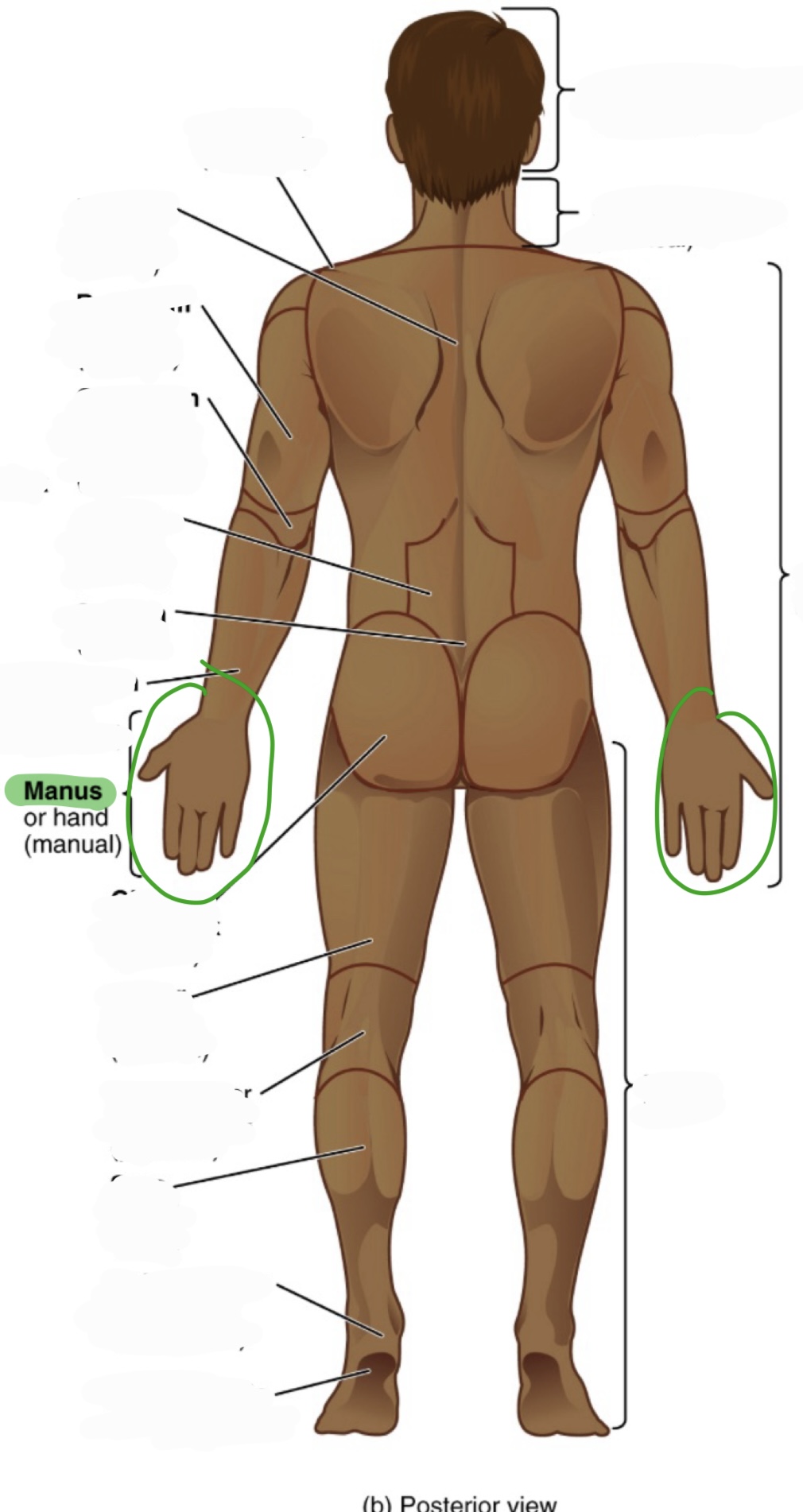 <p>hand</p><p>(aka manual)</p><p>includes:</p><ol><li><p>fingers - digits/phalanges</p></li><li><p>palma - palm</p></li></ol><p></p>