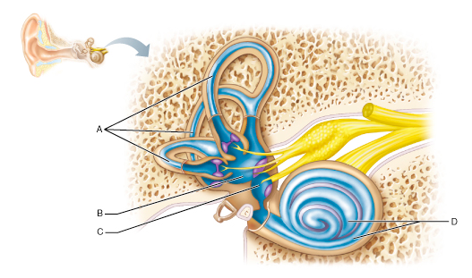 Which part of the inner ear houses receptors for rotational (angular) movement of the head?