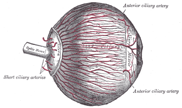 <p>The <strong><em></strong></em>__ is the layer of blood vessels and connective tissue located between the sclera and the retina that provides nourishment to the outer layers of the retina.</p>