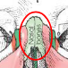 <ul><li><p>two small, thin bones</p></li><li><p>vary in size and shape in individuals</p></li><li><p>form superior bony wal of nasal cavity</p><ul><li><p>commonly called “bridge of nose”</p></li></ul></li><li><p>articulates with:</p><ul><li><p>each other in MSP</p></li><li><p>frontal bone, superiorly</p></li><li><p>perpendicular plate of ethmoid bone, posterosuperiorly</p></li><li><p>maxillae, on each lateral side</p></li></ul></li></ul><p></p>