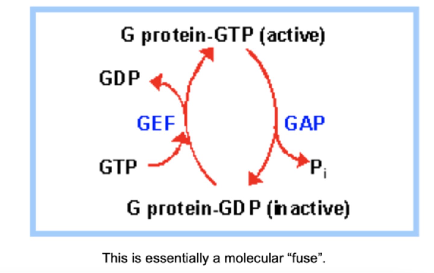 <p>two compounds that inhibit purine synthesis at the ribose phosphate pyrophosphate kinase step</p><p>control level of PRPP; therefore inhibit pyrimidine synthesis too</p>