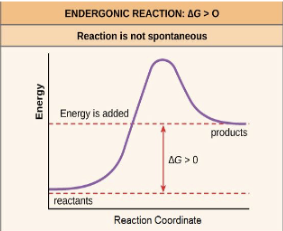 <p>a reaction that has a positive ∆G and requires addition of energy (thermodynamically unfavorable/not spontaneous)</p><p>free energy of the system increases</p>