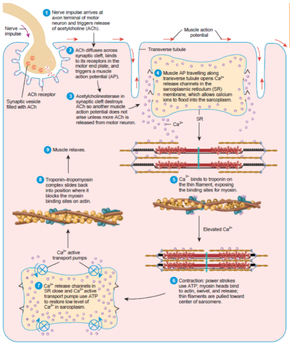 	1. An action potential (an electric signal) moves down the motor neuron (nerve) 
		○ via efferent neurons
		
	2. Reaches the pre-synaptic terminal
		
	3. A series of chemical reactions take place which culminate in the release of acetylcholine (ACh) from synaptic vesicles located in the pre-synaptic terminal
		
	4. ACh diffuses across synaptic cleft
		
	5. ACh binds to receptor molecules in membrane of post-synaptic terminal
		
	6. Causes an increase in permeability of the membrane to sodium (Na+) ions
		
	7. Due to diffusion of the sodium ions the membrane is depolarized
		
	8. If that depolarization reaches a critical threshold an action potential will travel along the stimulated muscle fiber 
		
9. A special chemical process (acetylcholine → acetic acid + choline) prevents continuous stimulation

	10. The action potential travels along the fiber, depolarizing the membrane 
Once threshold is reached, it travels alongside the muscle

11. The depolarization reaches the interior of the muscle fibres at invaginations of the cell membrane called T-tubules 

	12. This causes the release of calcium (Ca2+) ions from sarco-plasmic reticulum into the sarcoplasm surrounding the myofibrils
		 
	13. Calcium ions bind to special binding sites on the troponin molecules of the thin myofilament, removing an inhibitory mechanism preventing cross-bridge formation
		○ Inhibitory mechanisms prevents crossbridge
		○ If there's no calcium, thick filament can't attach to thin filament
		
	14. Cross-bridges attach to the active sites of the thin filaments 
		
	15. A breakdown of ATP → ADP + a phosphate ion provides energy to move the cross-bridge heads pulling thin filaments past the thick filaments
		
An ATP molecule attaches to the myosin portion of the cross-bridge so that the cross-bridge can release from its attachment site, return to its original position, ready for a new cycle 