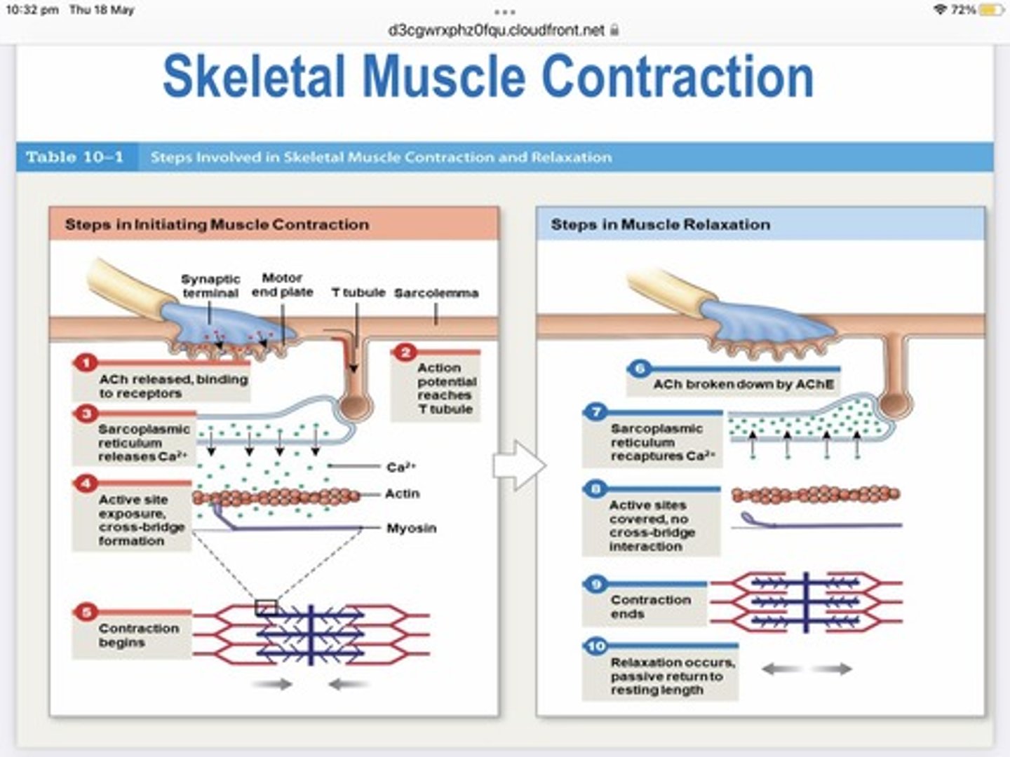 <p>1.Action potential</p><p>2.ACh binds to sarcolemma</p><p>3.Signal reaches T-tubule</p><p>4.SR releases Ca2+</p><p>5.Ca2+ binds to troponin</p><p>6.Conformational change moves tropomyosin</p><p>7.Cross bridge binding site exposed on actin</p><p>8.Myosin heads bind</p><p>9.Myosin swivels, pulls actin towards center of sarcomere</p>