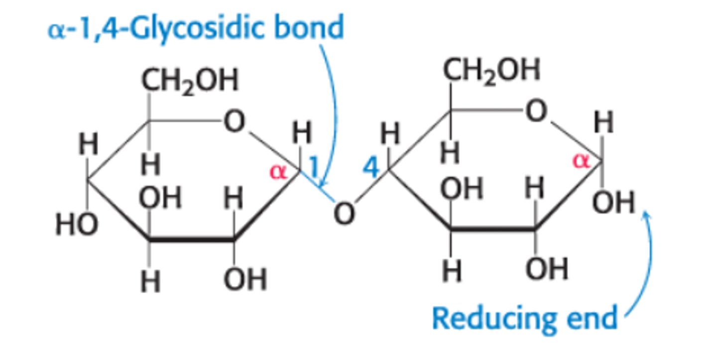 <p>glycosidic linkage between the α-anomeric form of C-1 on one sugar and the O atom of OH group on C-4 of the adjacent sugar</p>