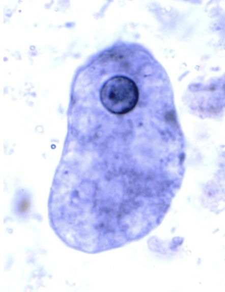 <p>Identify: Protozoa</p>
