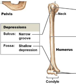 <p>A deep narrow groove.</p>