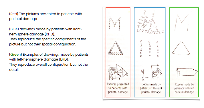 <p>the right parietal region is responsible for attention to global features; spatial location (Robertson &amp; Rofal (2008))</p><p>=overall configuration, but not details</p>