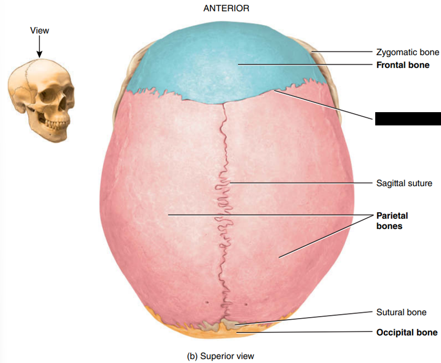 <p>State and identify what part of the cranial bone is being pointed out and censored. (hint: suture)</p>