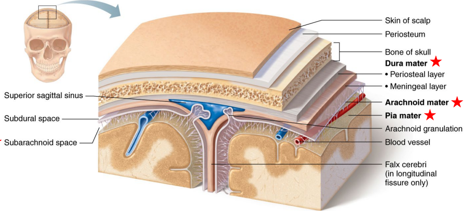 <ol start="2"><li><p><strong>Meninges (3-Layers)</strong></p><ol><li><p><strong>Dura Mater</strong></p><ul><li><p>Tough and thick outer layer.</p></li><li><p>Attached to the inner surface of the skull.</p><p></p></li></ul></li><li><p><strong>Arachnoid Mater</strong></p><ul><li><p>Web-like middle layer.</p></li><li><p>Contains spaces where (cerebrospinal fluid) CSF flows.</p></li></ul><p></p></li><li><p><strong>Pia Mater</strong></p><ul><li><p>Thin, delicate layer that clings tightly to the brain surface.</p></li><li><p>Carries blood vessels into brain tissue.</p></li></ul></li></ol></li></ol><p></p>
