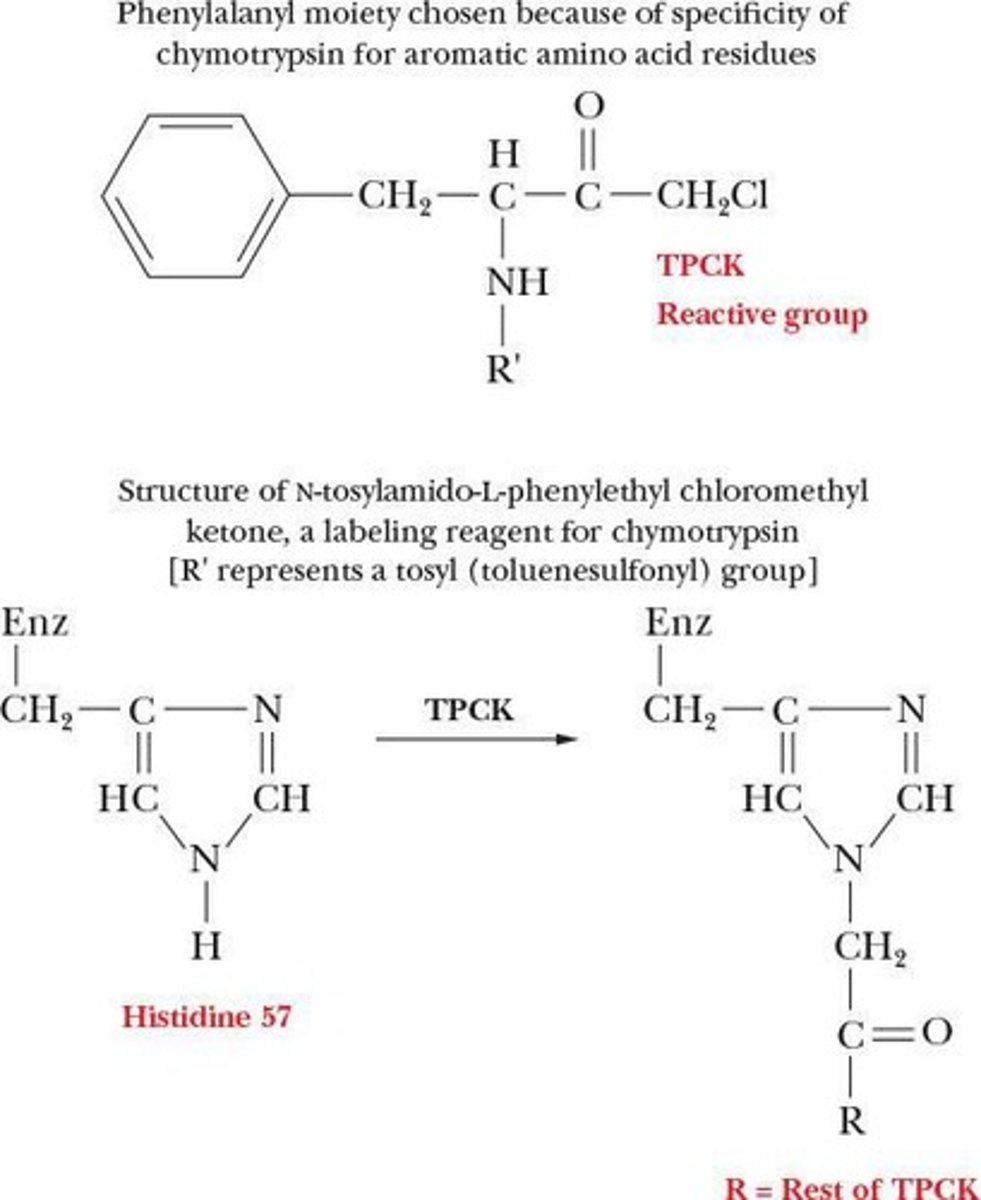 <p>Histidine 57 is critical for the activation of chymotrypsin and can be chemically labeled to confirm its role.</p>