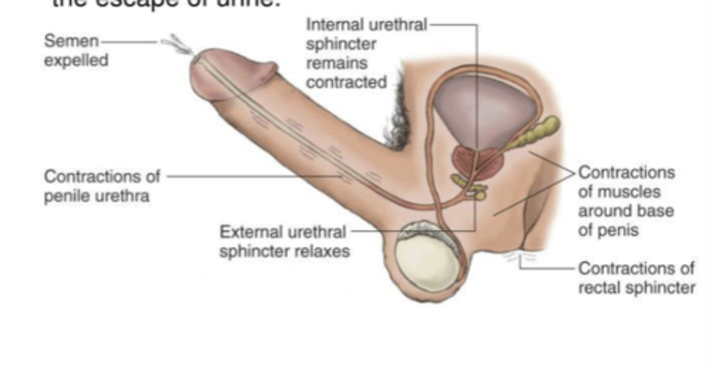 <p>movement of semen into bulbous urethra at the end of emission phase --&gt; spinal cord reflex that causes strong rhythmic contractions of perineal, iso-cavernosus, &amp; bulbospongiosus muscles (muscles surrounding the uretheral bulb &amp; urthera) --&gt; relaxation of external urethra sphincter --&gt; allows semen out</p>