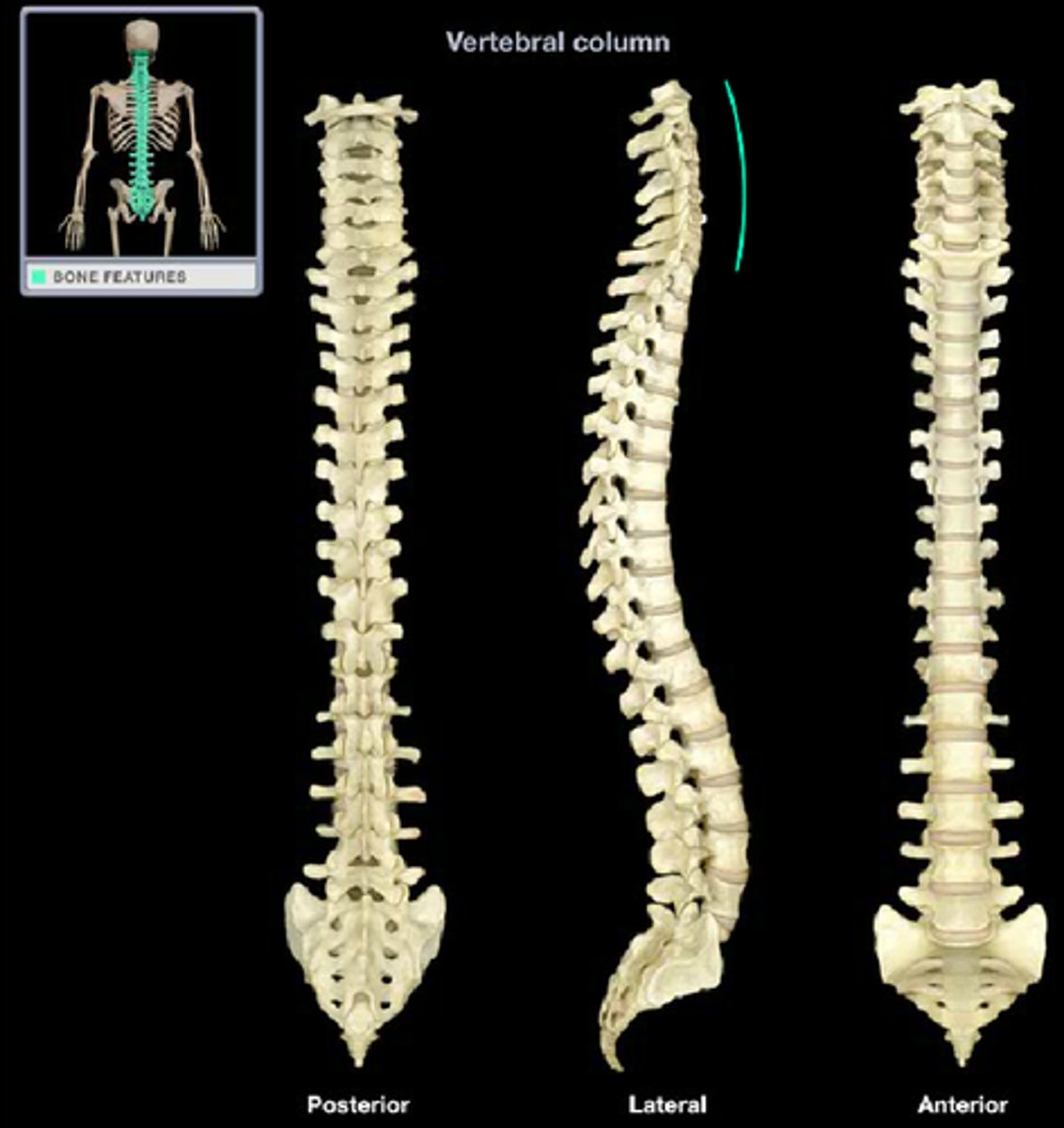 <p>Posterior curve that forms around 4 months of age</p>