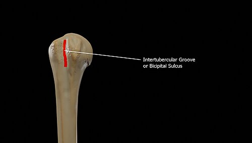 <p>Holds the tendon of the biceps brachii muscle.</p><p></p>