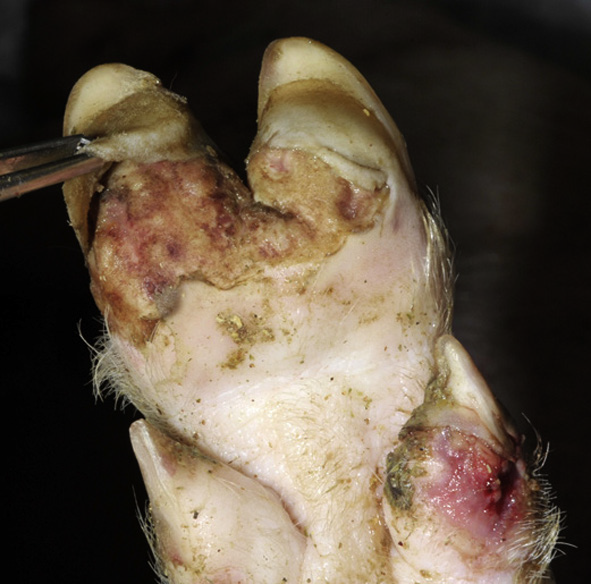 <p>Pigs display fever and</p><p>formation of vesicles in and around the mouth and feet</p><p>(Fig. 16.26). Lesions on the feet are often interdigital,</p><p>with the coronary band being especially predisposed</p><p>due to the vascularity. Lesions on the feet result in the</p><p>animal being lame and often ‘dog-sitting’.</p><p></p><p>Oral lesions most commonly affect the tongue, and</p><p>foot lesions are most often interdigital, at the heel bulb,</p><p>and coronary bands.</p>
