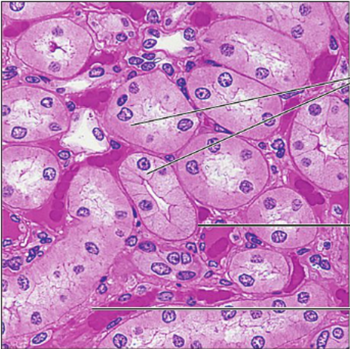 Epithelial Tissue Types Flashcards Knowt
