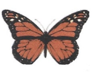 <p>ఇది ఏమిటి?</p>