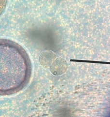 <p>early divisions of zygote </p>