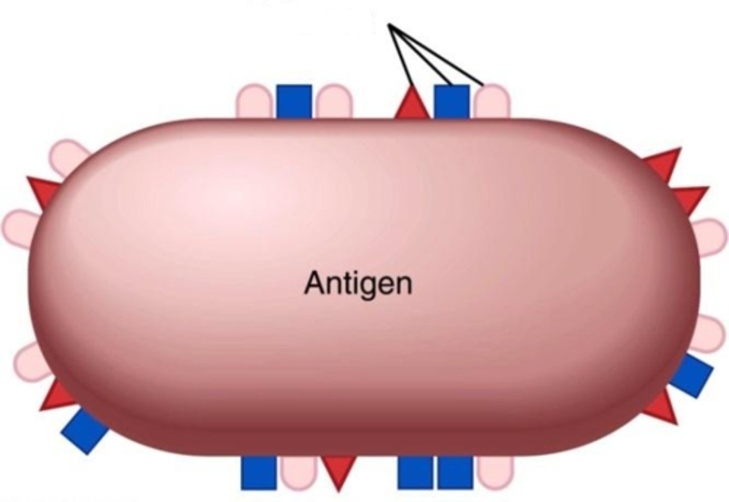 <p>portion of antigen that binds the antigen receptor (receptor epitopes per antigen)</p>
